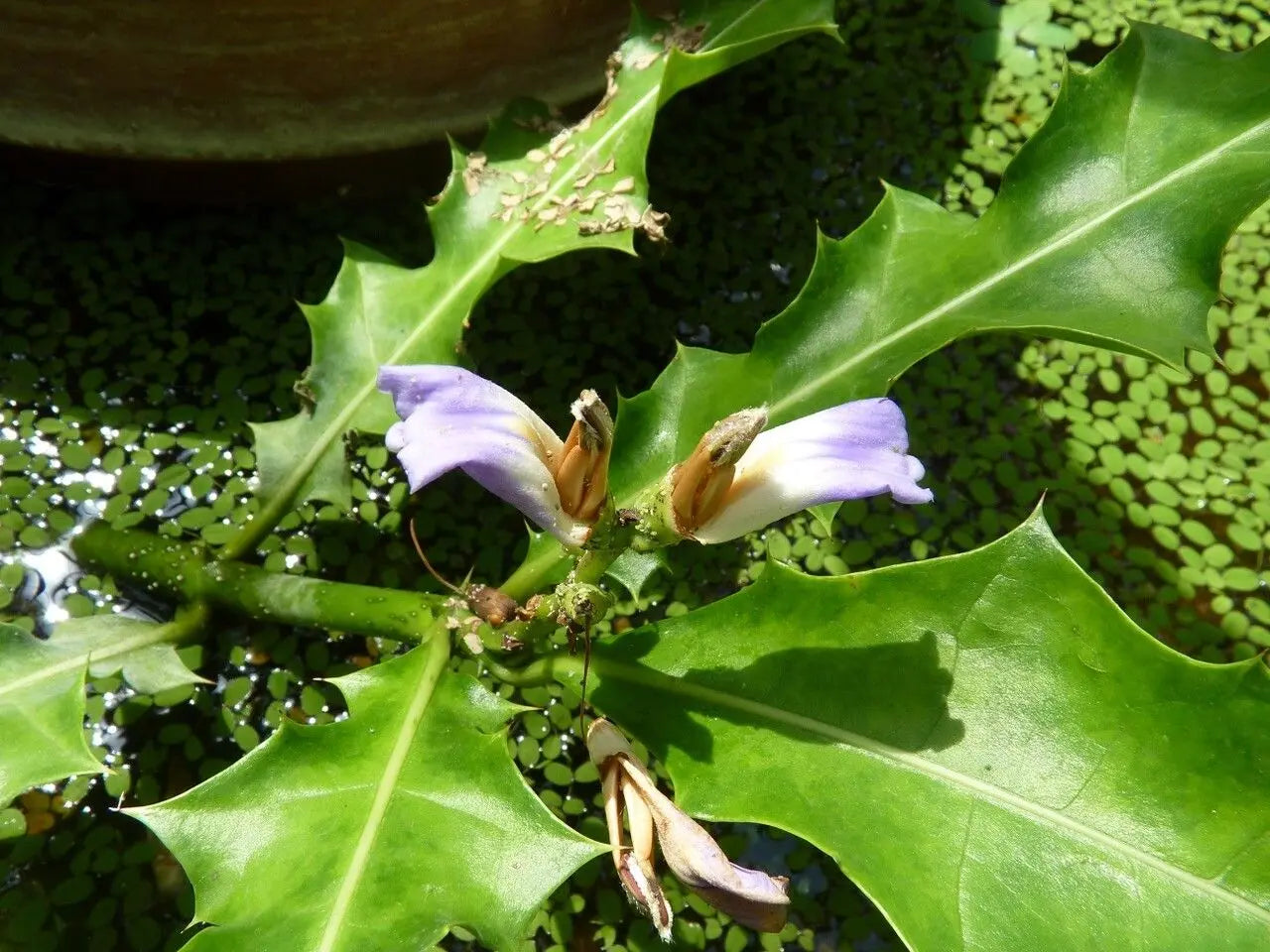 Sea Holly Extract