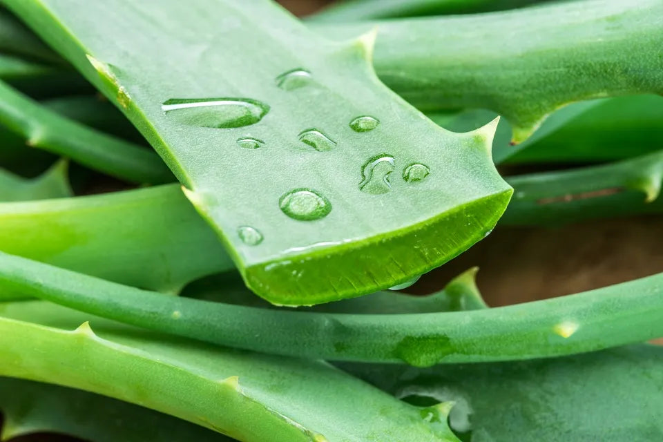 Aloe Vera Extract