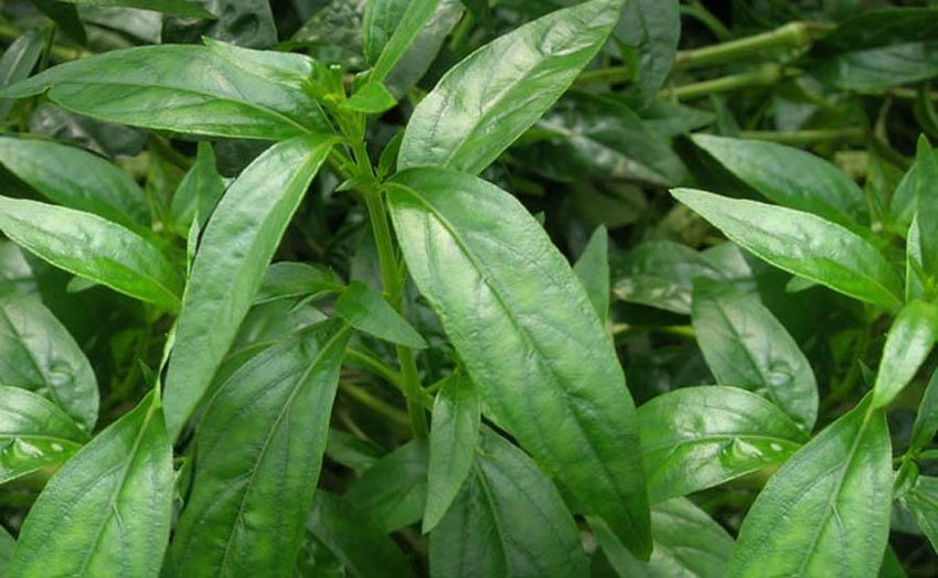 Green Chiretta Extract