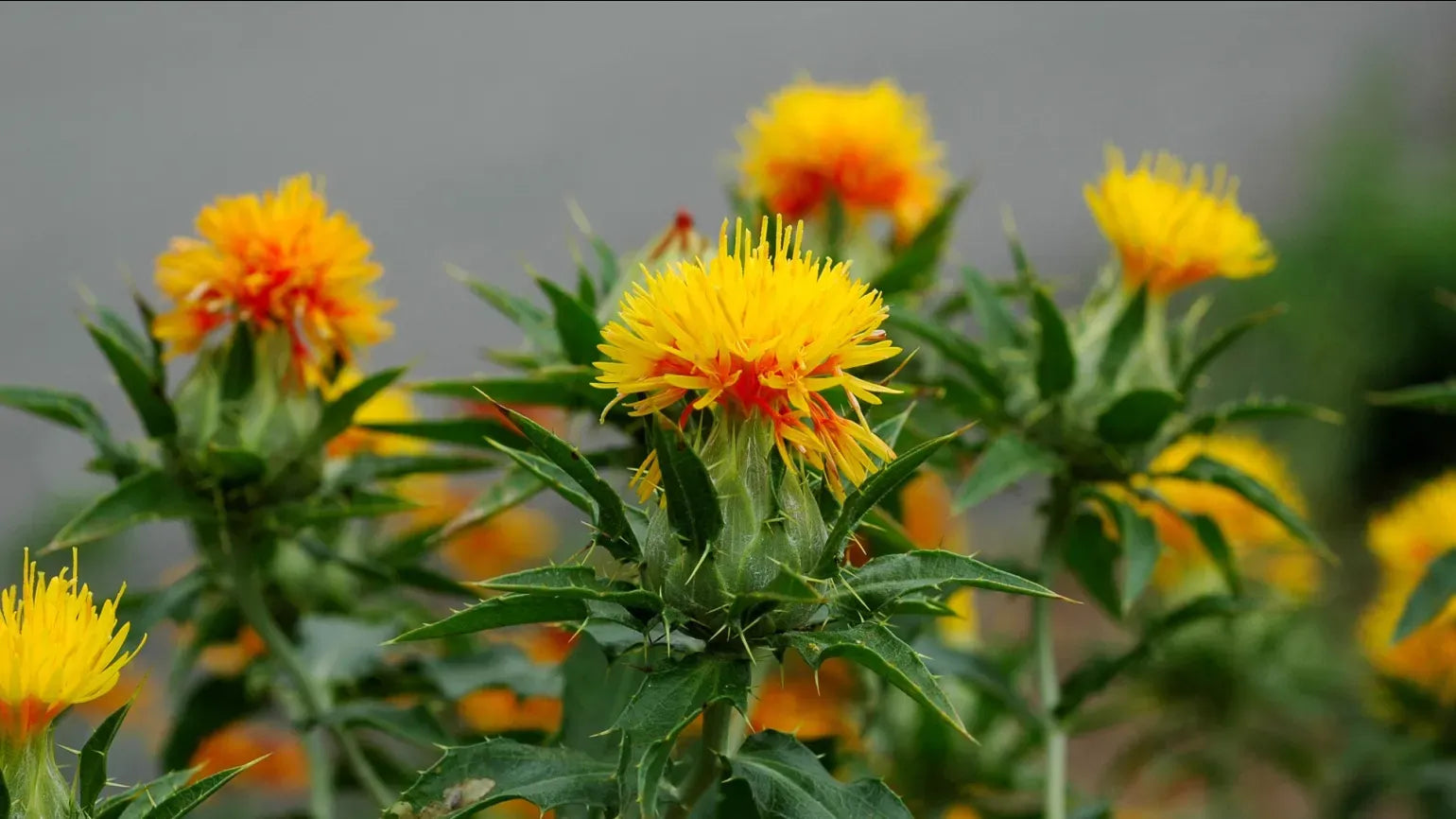 Safflower Extract