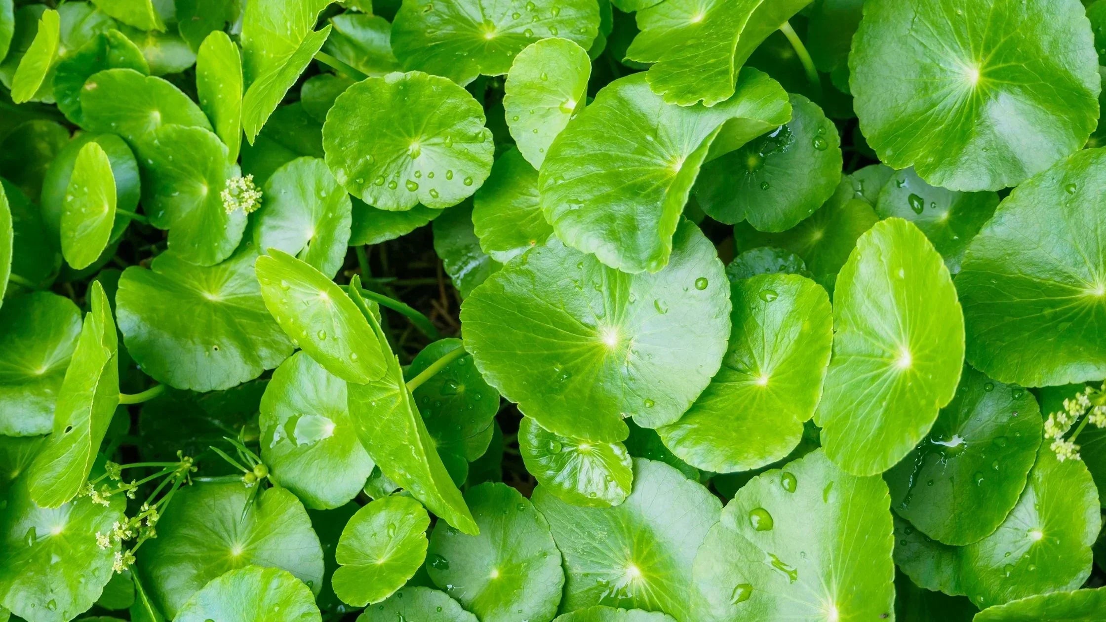 Centella asiatica Extract