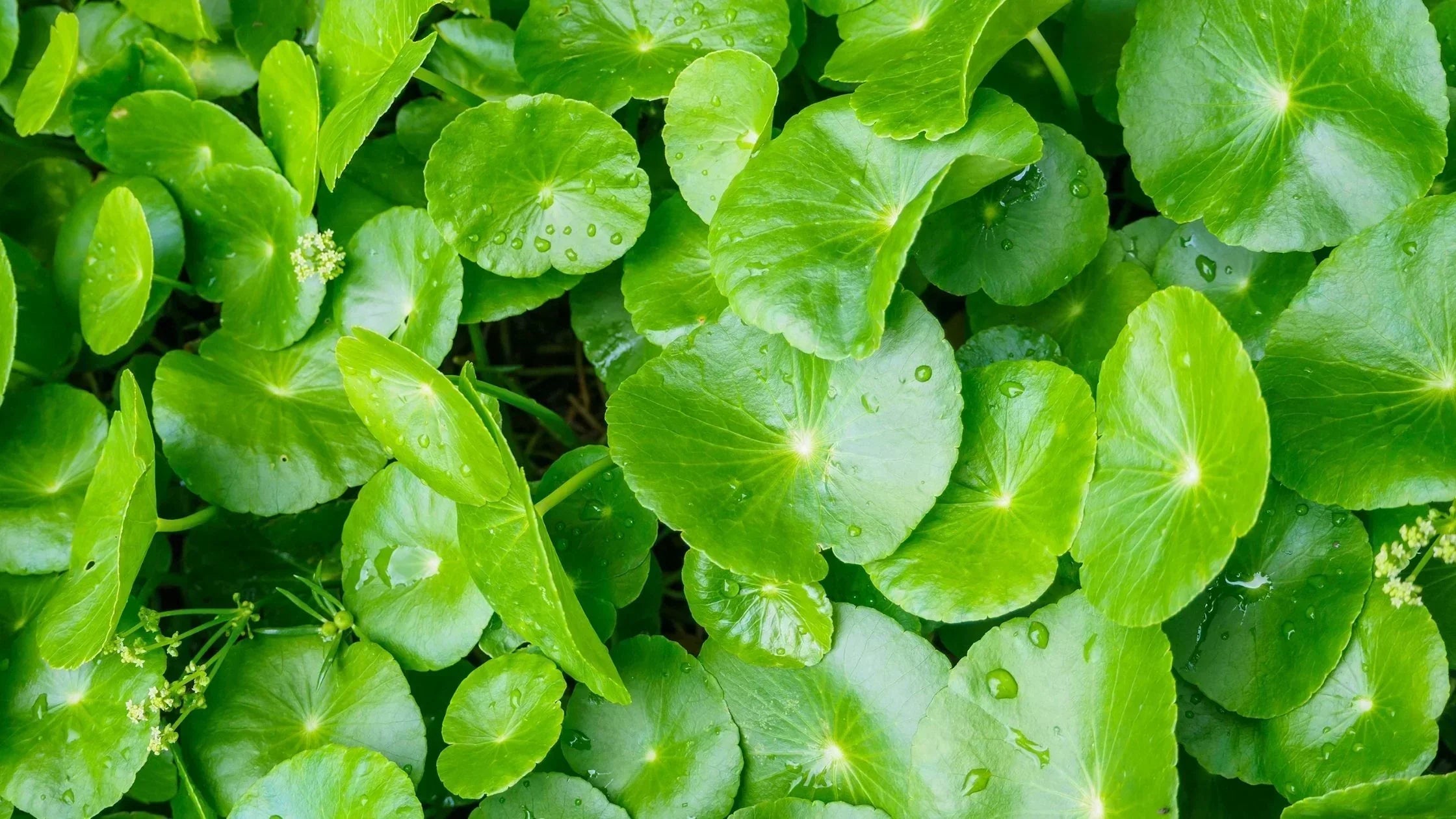 Centella asiatica Extract