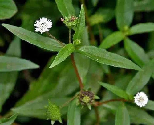 White head Extract