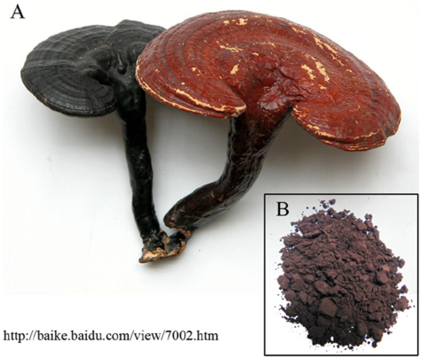 Reishi Extract
