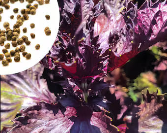 Perilla Extract