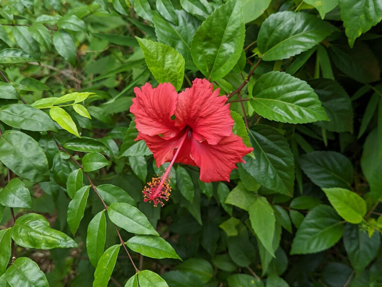 Rose Mallow Extract