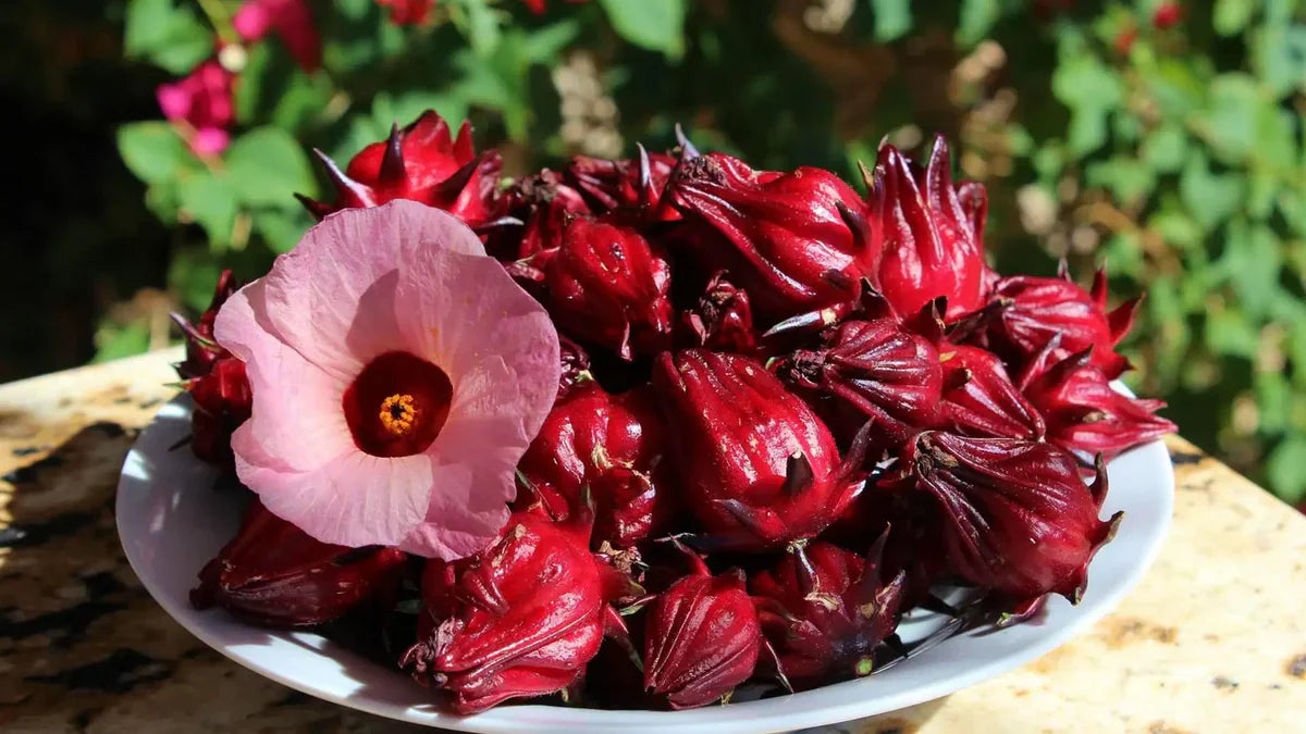 Roselle Extract