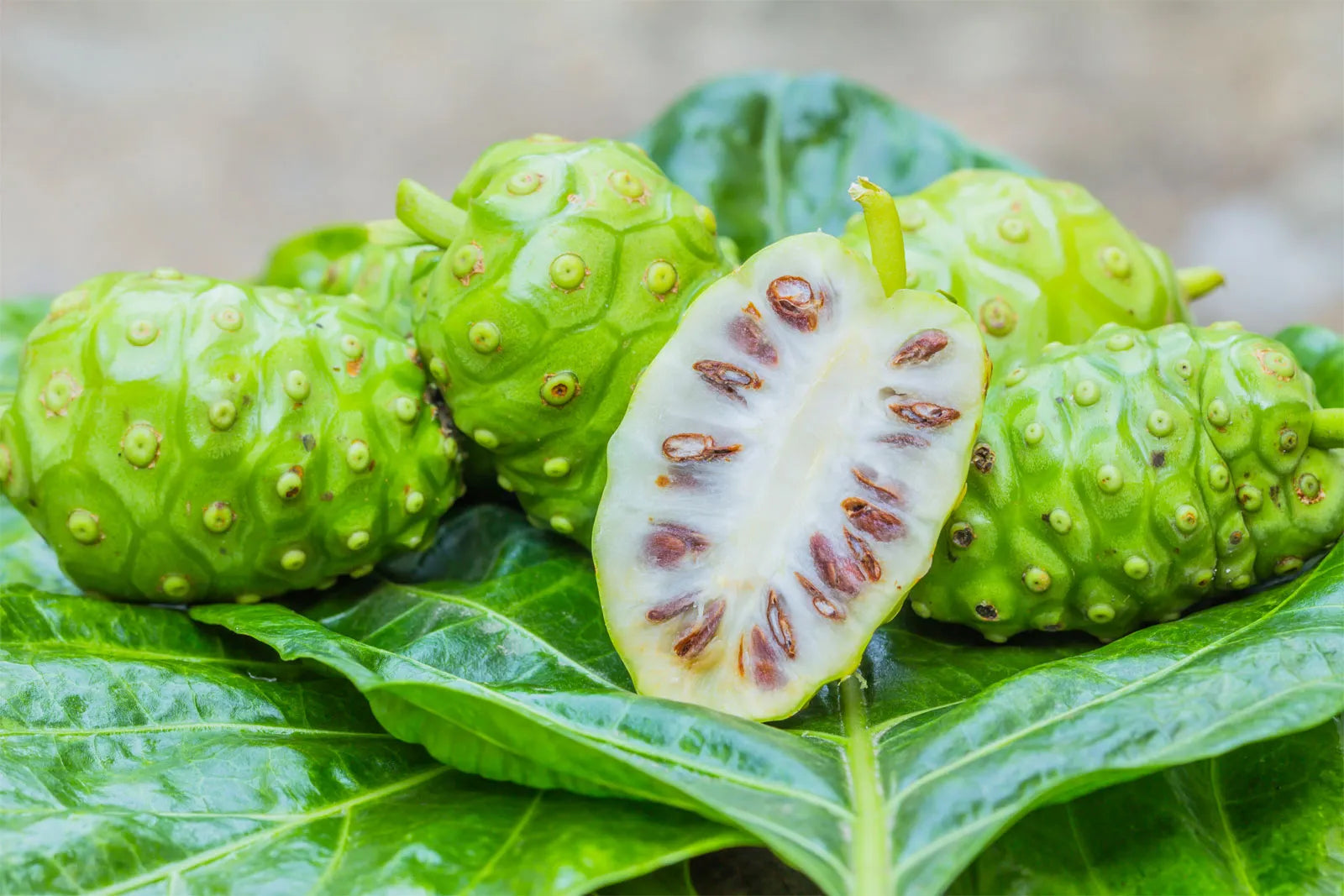 Noni Extract
