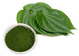 Piper betle Extract