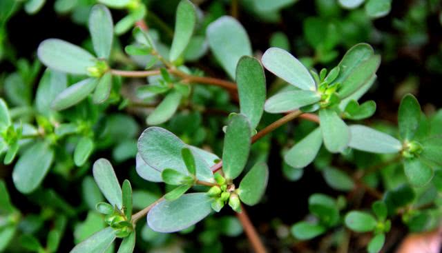 Purslane Extract
