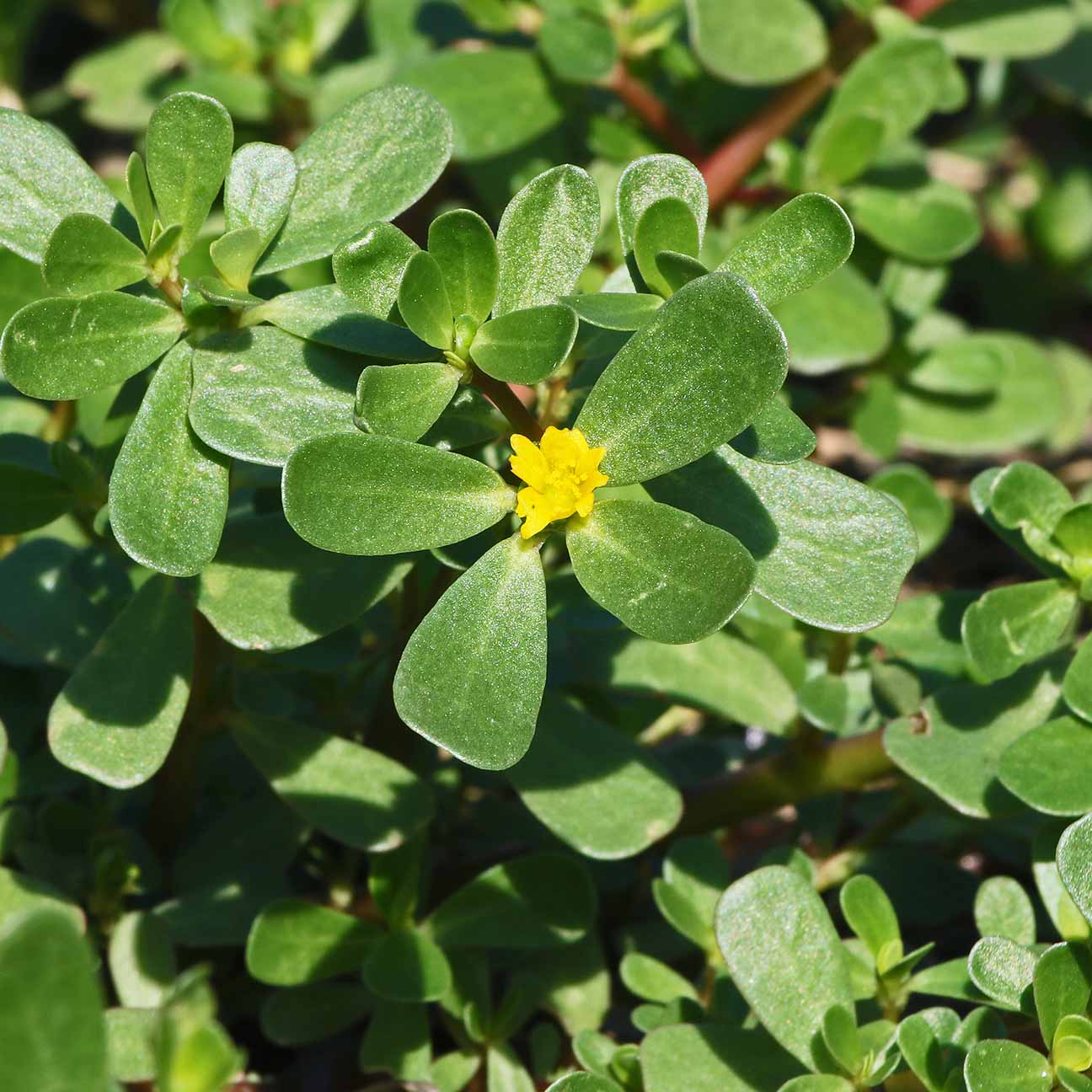 Purslane Extract