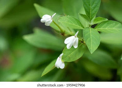 Rhinacanthus Extract