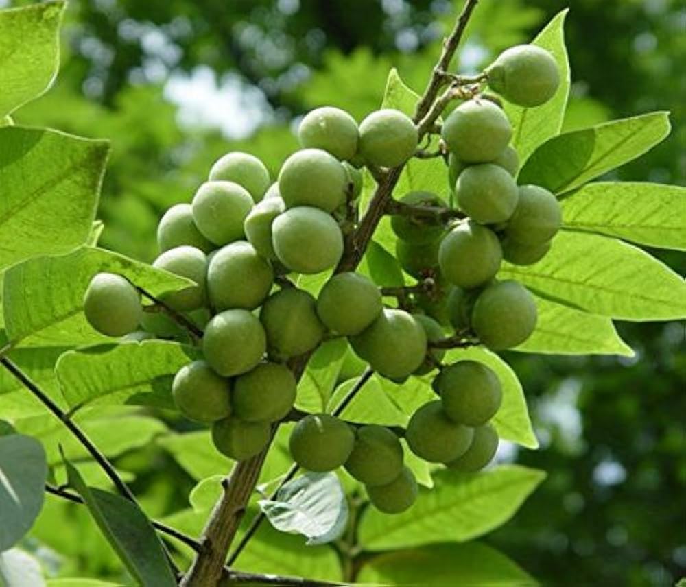 Soapberry Extract