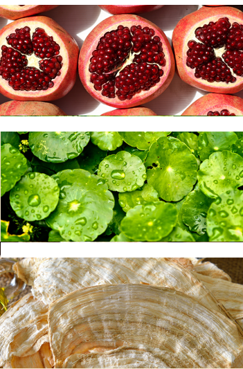 NatureTheory Anti-Wrinkle botanical active (pomegranate, Centella, Pueraria mirifica) for skincare formulation at The INCI Lab