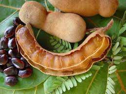 Tamarind Extract