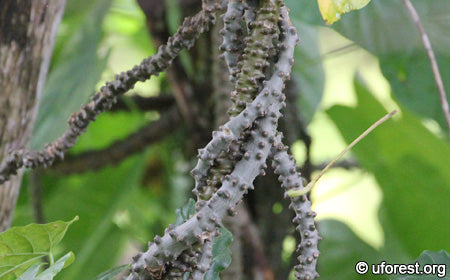 Tinospora crispa Extract