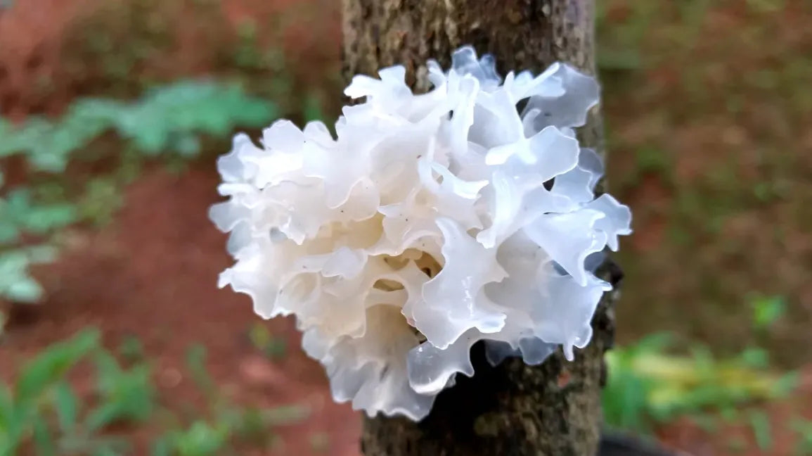 Tremelaria Mushroom Extract
