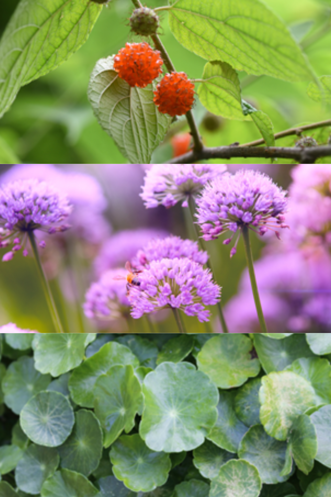 NatureTheory Scar and Wound Care