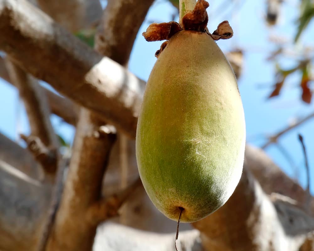 Baobab Seed Extract