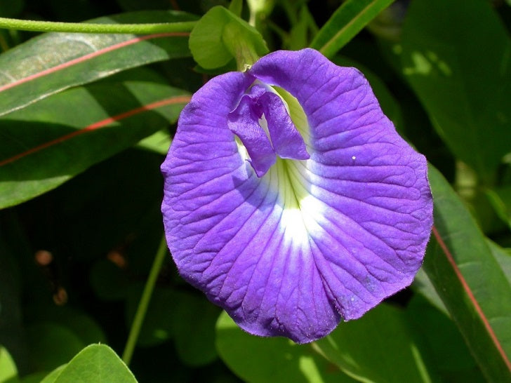 Blue pea Extract