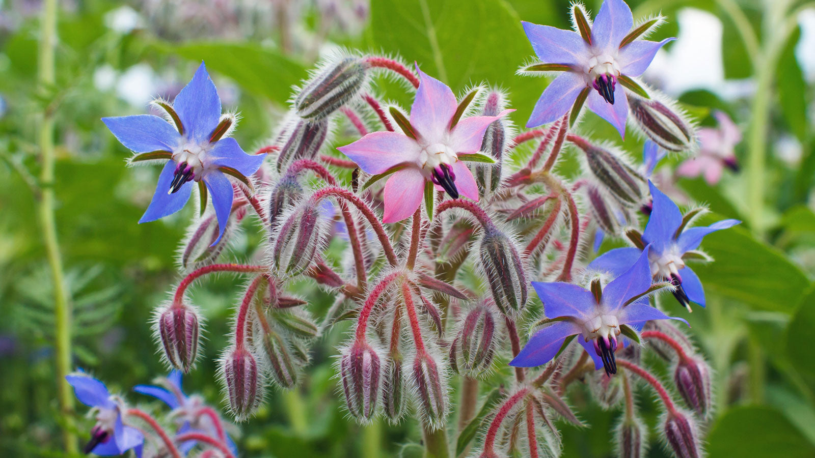Borage Oil