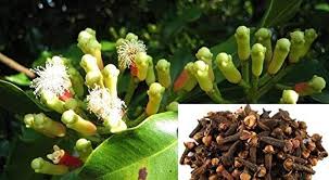 Clove Extract