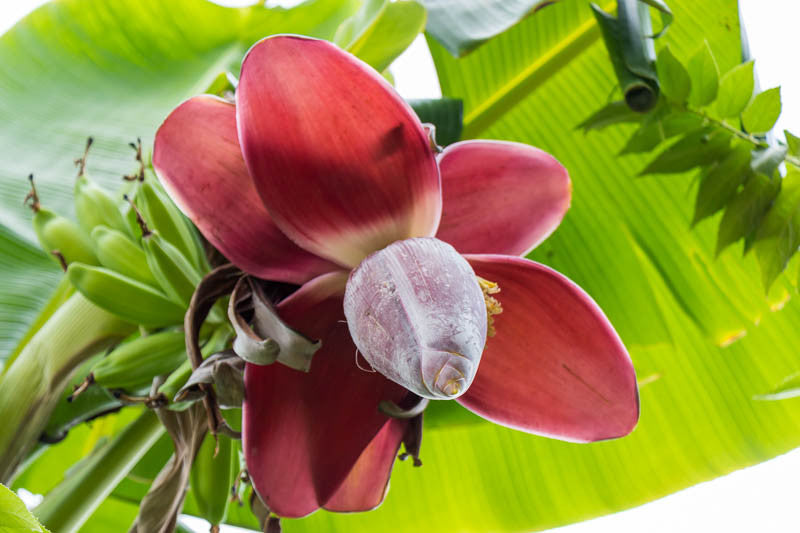 Banana Extract