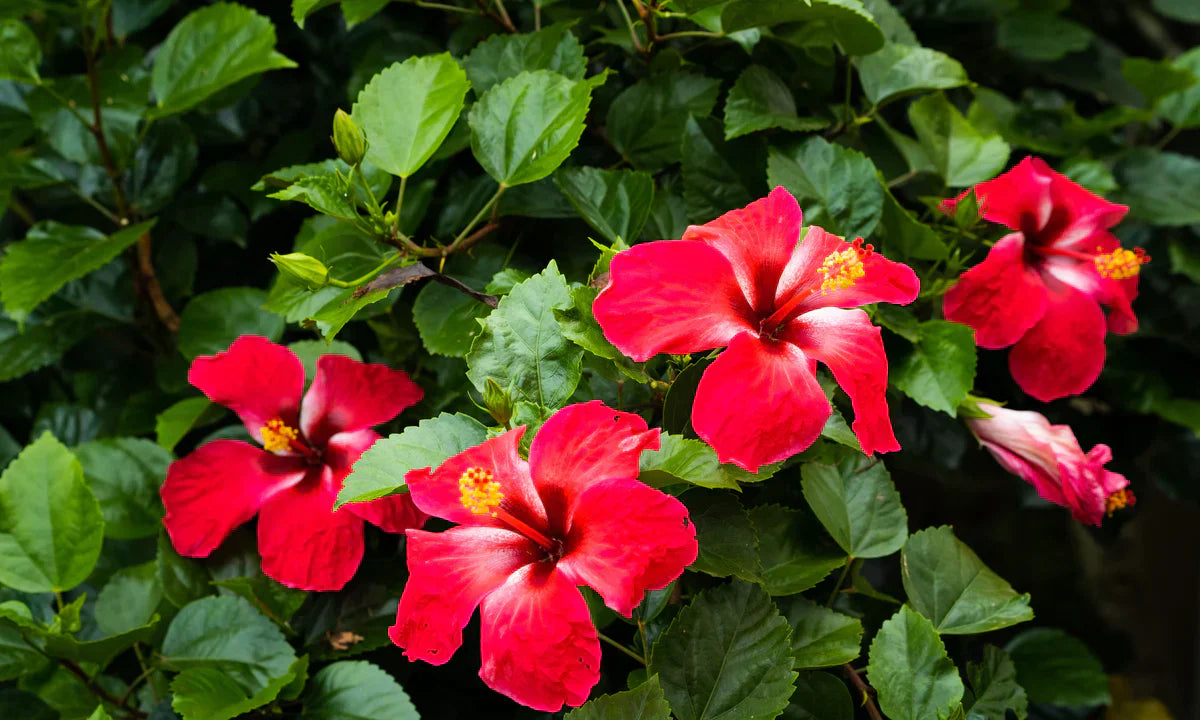 Rose Mallow Extract