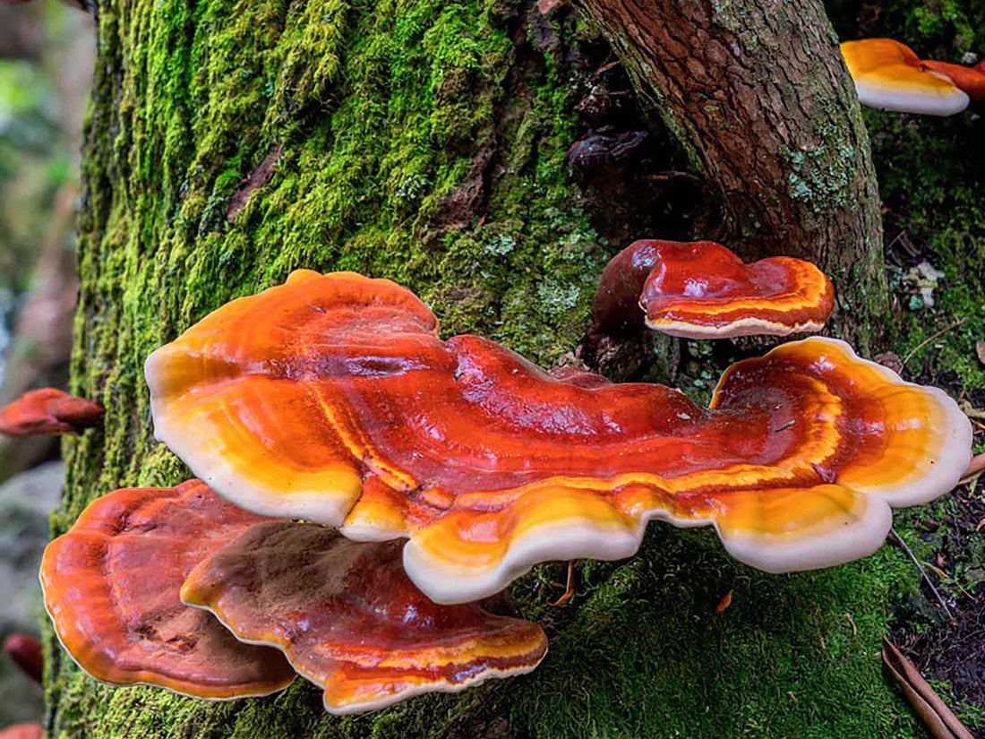 Reishi Extract