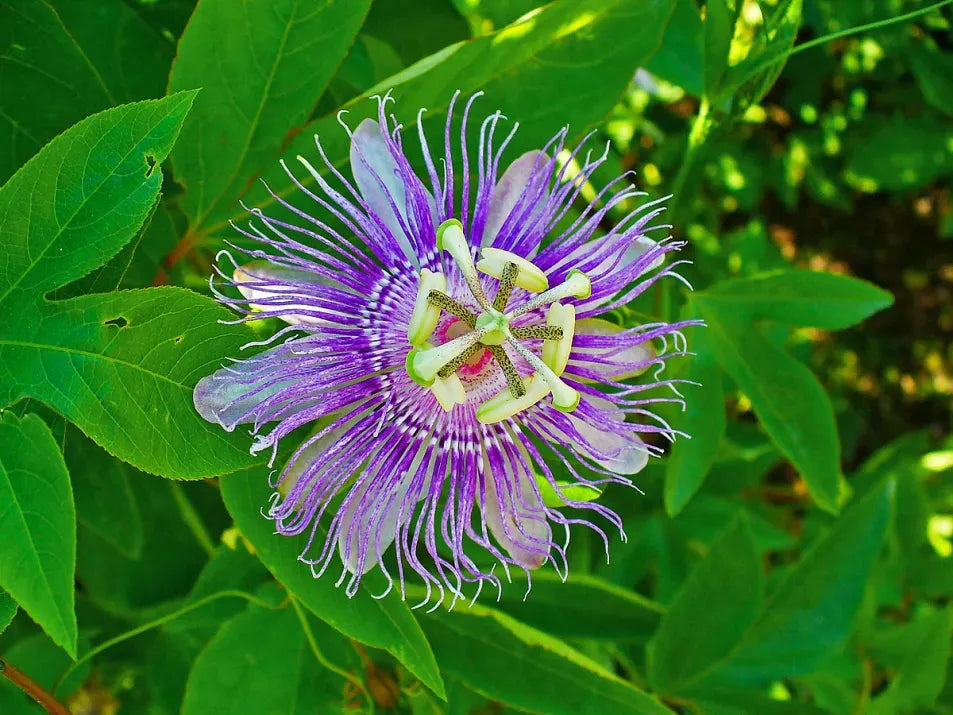 Passion Flower Extract