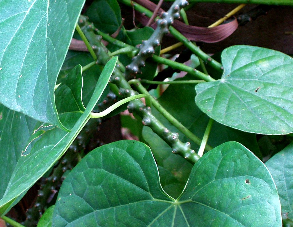 Tinospora crispa Extract