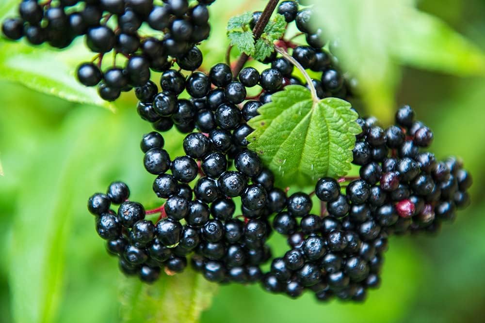 Elder Berry Extract