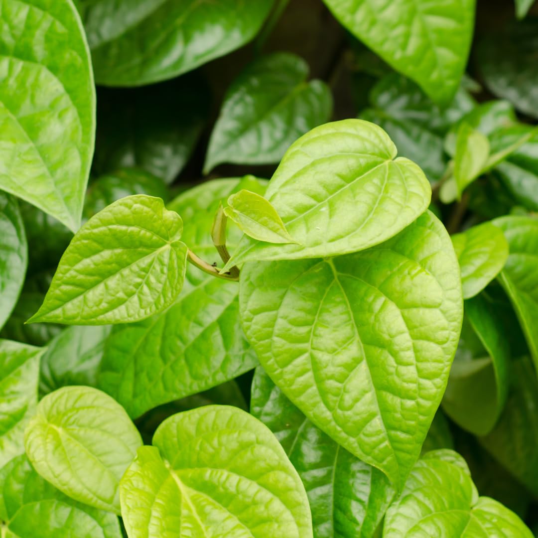 Piper betle Extract