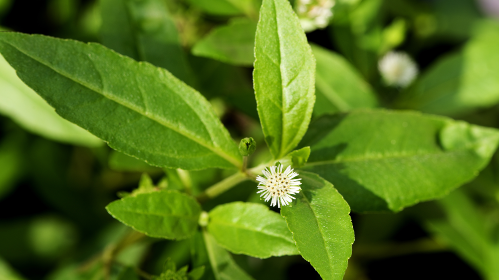 White head Extract