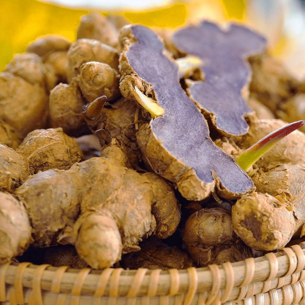 Black ginger Extract
