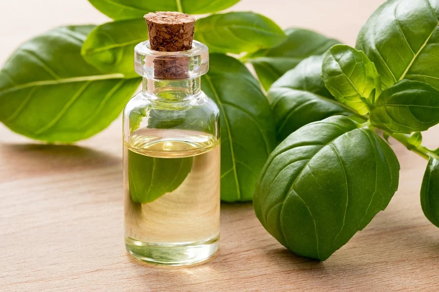 Basil Extract