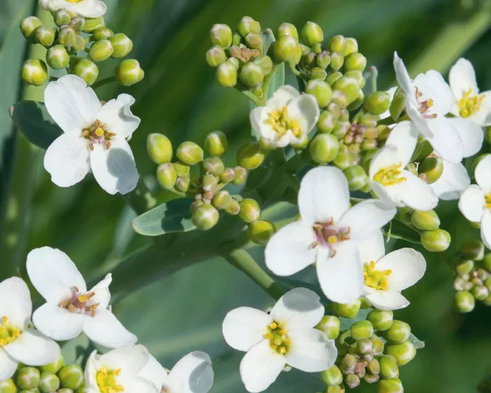 Abyssinian Oil