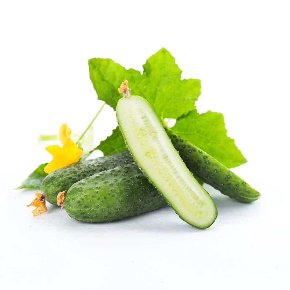 Cucumber  Extract