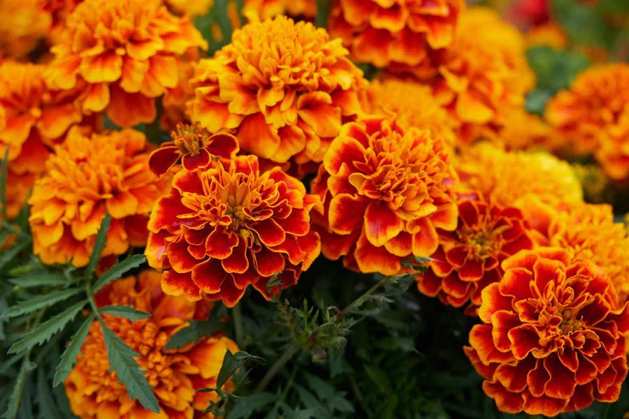 Marigold Extract