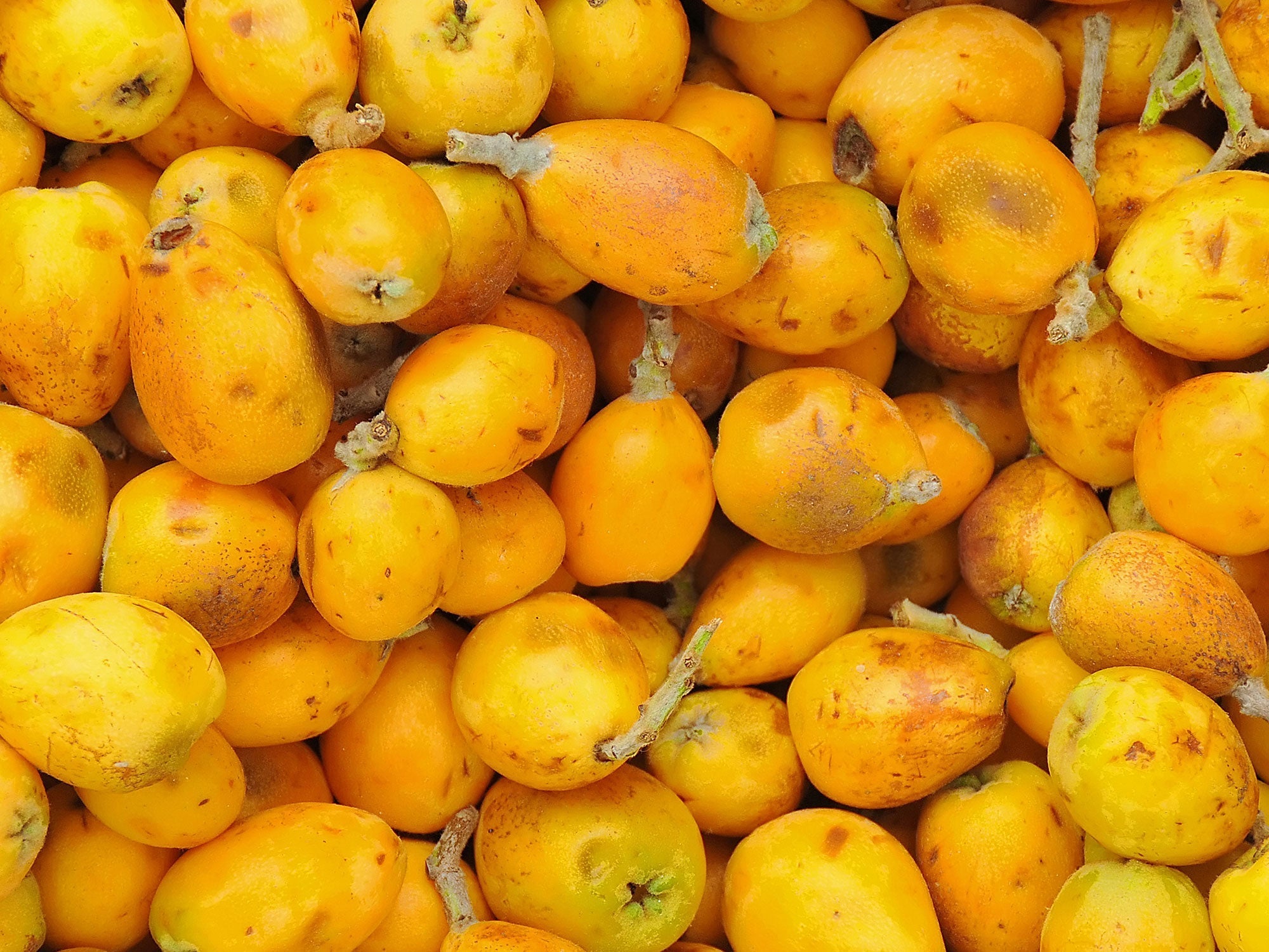 Marula Oil