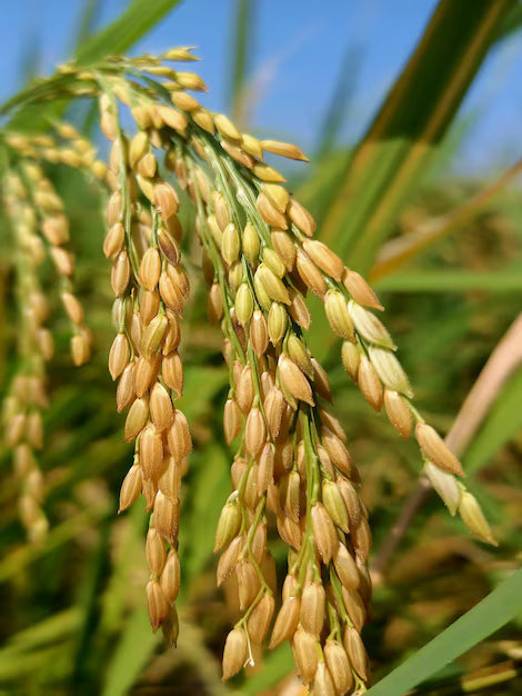 Black glutinous rice Extract