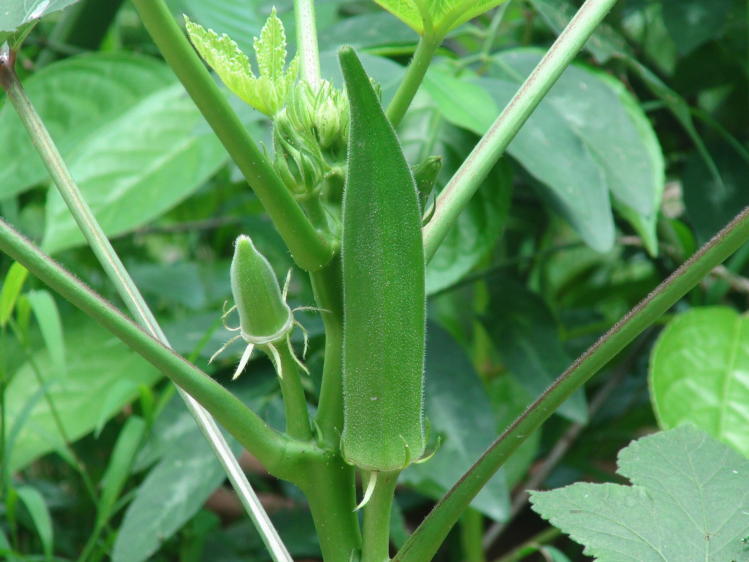Okra Extract
