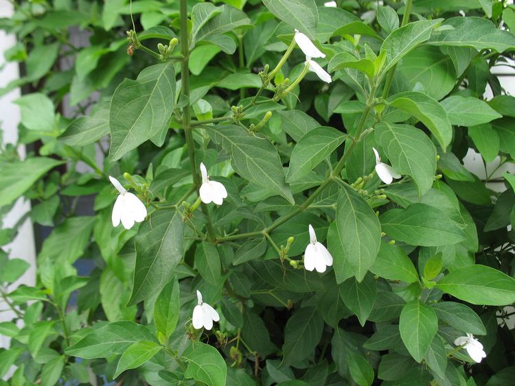 Rhinacanthus  Extract
