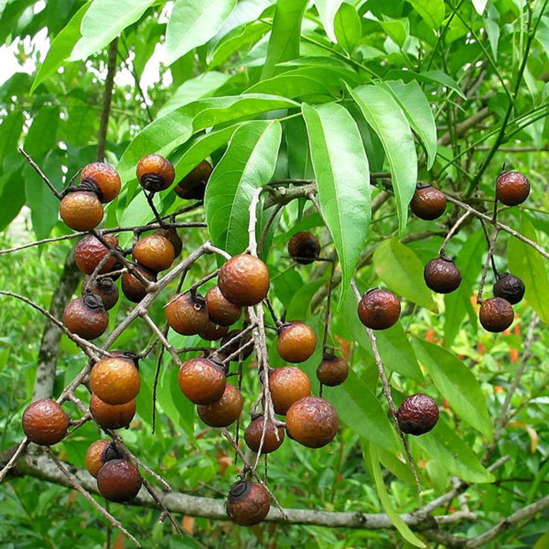 Soapberry Extract