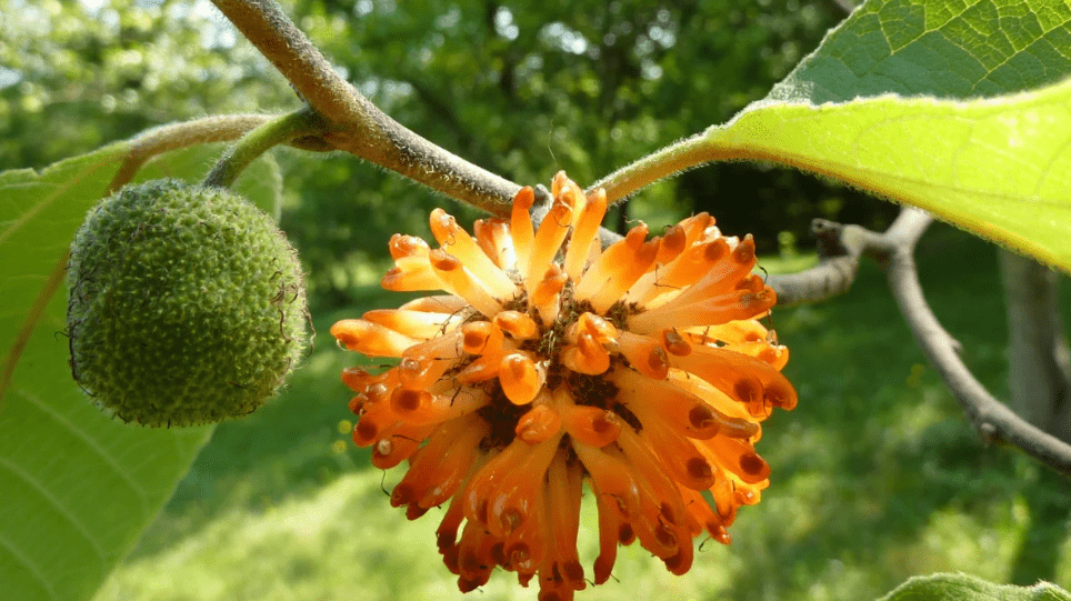 Paper Mulberry Extract