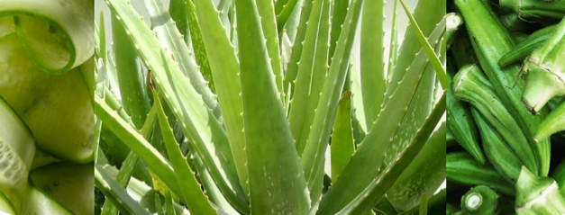 NatureTheory Anti-Allergic & Anti- Pollution