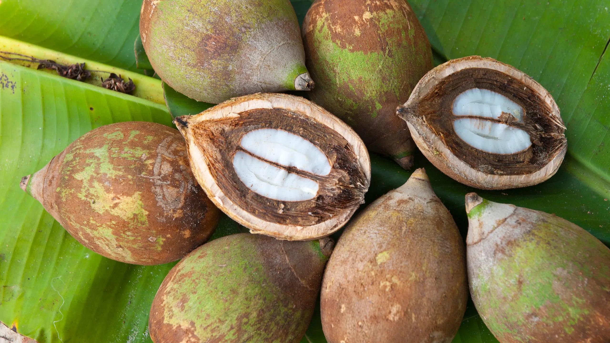 Babassu Extract