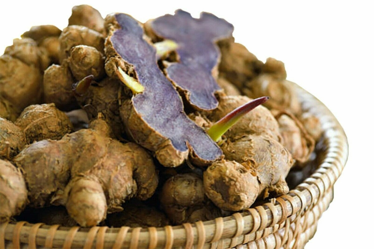 Black ginger Extract