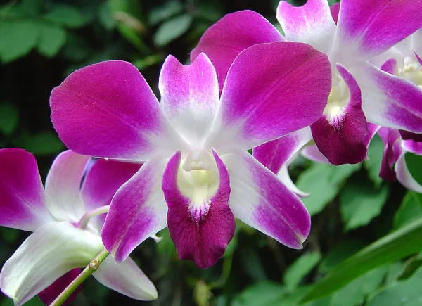 Orchid extract