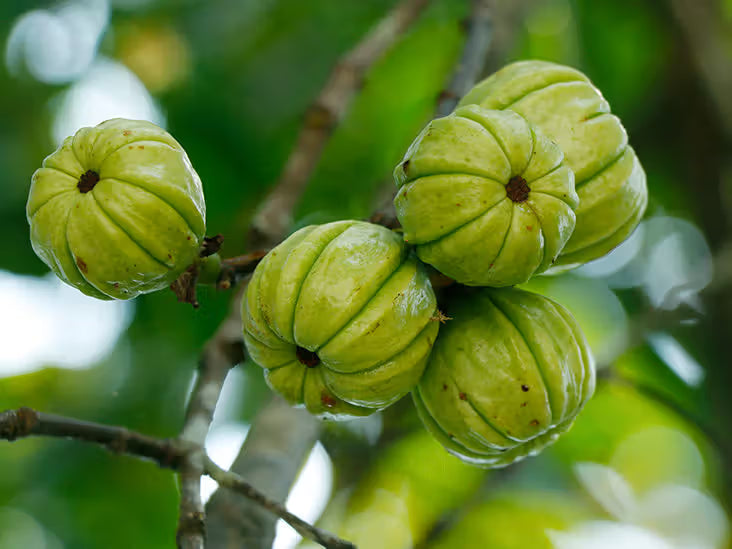 Garcinia Extract